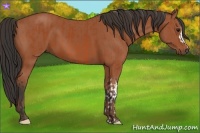 Horse Color:Bay  and Bay 