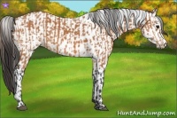 Horse Color:Bay and Bay Leopard