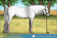 Horse Color:Gray Liver Chestnut Rabicano 