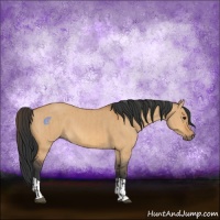 Horse Color:Bay Dun  and Bay Dun 