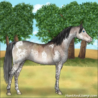 Horse Color:Brown Dun Mushroom Splash Tobiano Brindle 