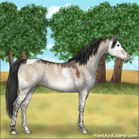 Horse Color:Brown Dun Mushroom Splash Tobiano 