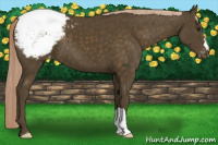 Horse Color:Chocolate Palomino Appaloosa