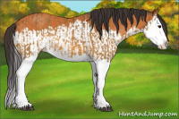 Horse Color:Buckskin Splash and Buckskin Splash