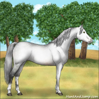Horse Color:Gray Buckskin Sabino Tobiano