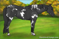 Horse Color:White Spotted Black 