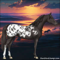 Horse Color:Smoky Black Appaloosa