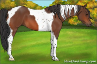 Horse Color:Bay Tobiano 