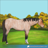 Horse Color:Bay Roan 