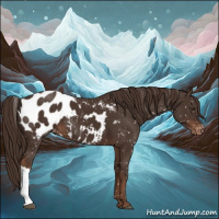 Horse Color:Liver Chestnut Appaloosa 