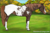 Horse Color:Liver Chestnut Appaloosa 