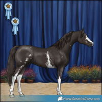 Horse Color:White Spotted Liver Chestnut 