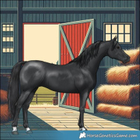 Horse Color:Black 