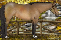 Horse Color:Buckskin Rabicano 