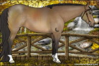 Horse Color:Buckskin 