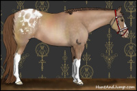 Horse Color:Brown Pearl Appaloosa 