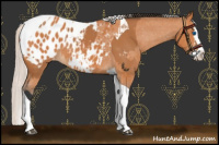 Horse Color:Bay Splash Tobiano Appaloosa and Silver Bay Splash Tobiano Appaloosa