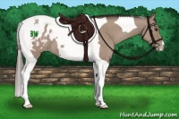 Horse Color:Classic Champagne Tobiano Appaloosa