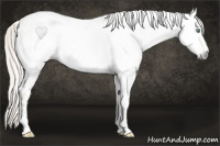 Horse Color:Gray Silver Amber Cream Champagne Roan Dun Splash Tobiano Frame Appaloosa Rabicano