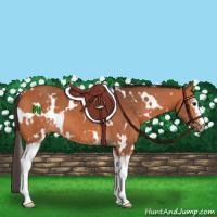 Horse Color:White Spotted Bay 