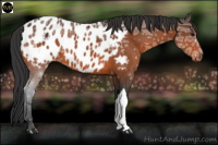 Horse Color:Bay Ice Appaloosa