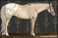 Horse Color:Chocolate Palomino Pearl Blanket 