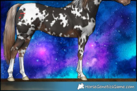 Horse Color:White Spotted Liver Chestnut 