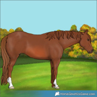 Horse Color:Chestnut 