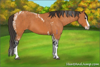 Horse Color:Bay Splash Tobiano Appaloosa and Bay Splash Tobiano Appaloosa