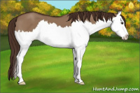 Horse Color:Liver Red Dun Splash 