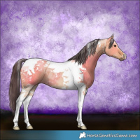 Horse Color:Bay Dun Tobiano 