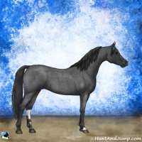 Horse Color:Blue Roan 