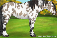 Horse Color:Brown Dun Appaloosa 