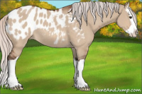 Horse Color:Silver Brown Dun Splash Appaloosa 