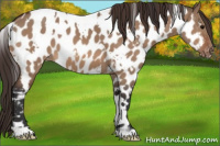 Horse Color:White Spotted Bay Dun Appaloosa 