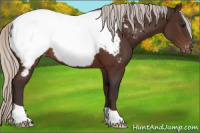 Horse Color:Silver Brown Appaloosa