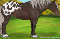 Horse Color:Silver Brown Appaloosa 