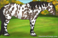 Horse Color:Brown Dun Appaloosa 