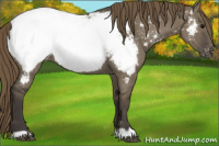 Horse Color:Smoky Grullo Appaloosa 