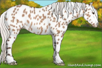 Horse Color:Silver Brown Dun Appaloosa 