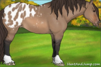 Horse Color:Brown Dun Appaloosa 