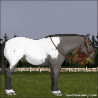Horse Color:Grullo Near Fewspot 
