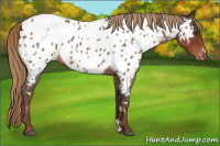Horse Color:Liver Red Roan Appaloosa
