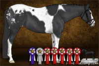 Horse Color:Black Sabino Tobiano Appaloosa 