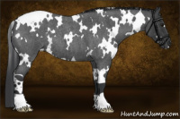 Horse Color:White Spotted Blue Roan 