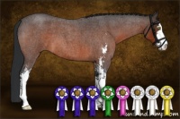 Horse Color:Bay Roan Sabino