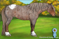 Horse Color:Liver Red Roan Appaloosa 