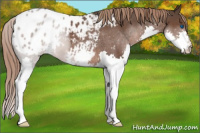 Horse Color:Liver Red Roan Splash Appaloosa 