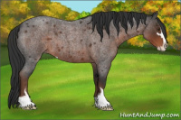 Horse Color:Liver Red Roan Sabino 