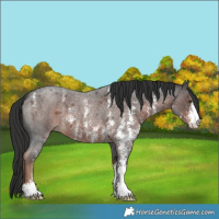 Horse Color:Liver Red Roan Sabino 